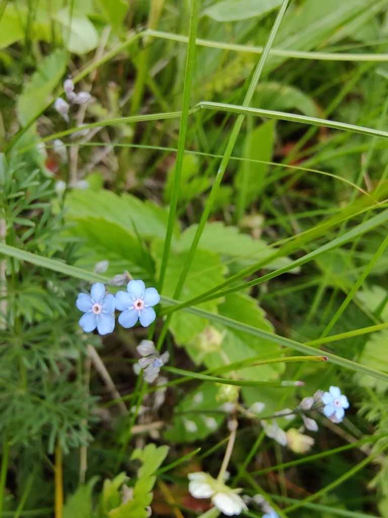 Myosotis Alpestris