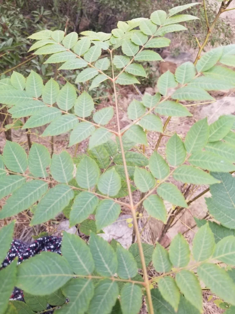 Koelreuteria Bipinnata
