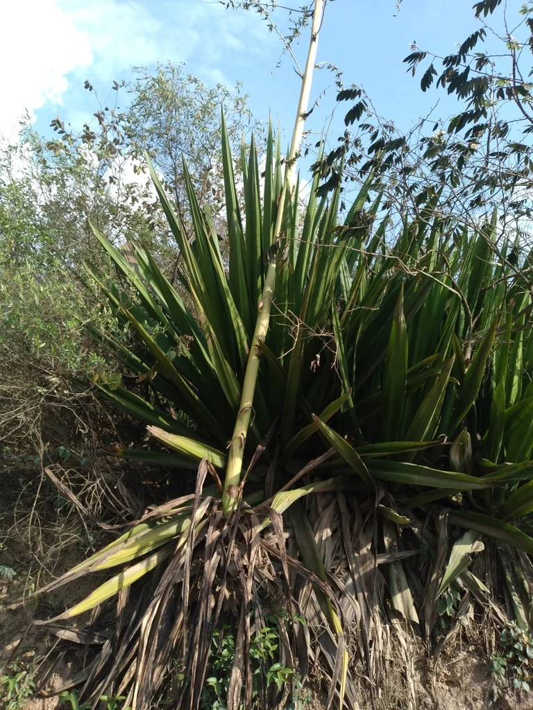 Furcraea Foetida