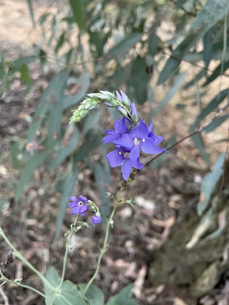 Veronica perfoliata