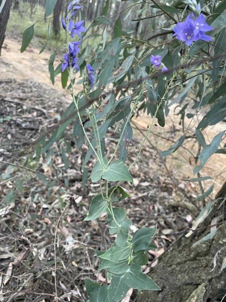 Veronica perfoliata