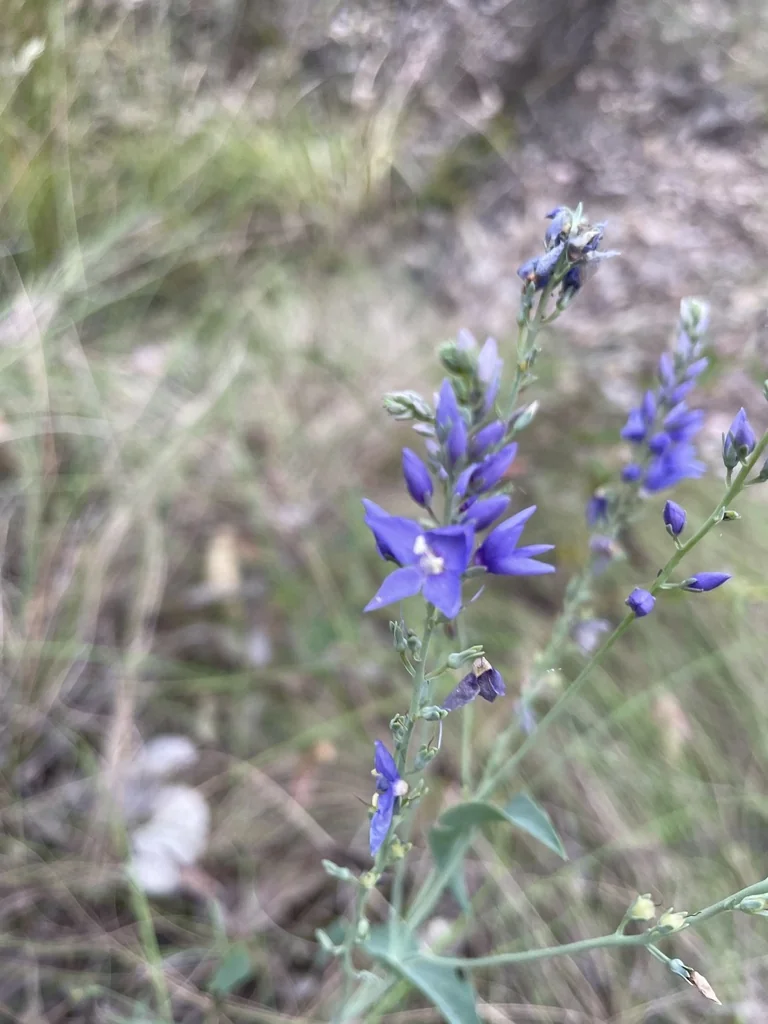 Veronica perfoliata