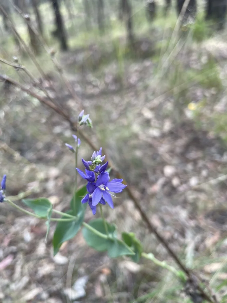 Veronica perfoliata