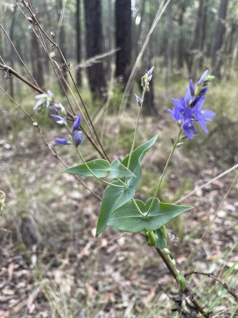 Veronica perfoliata