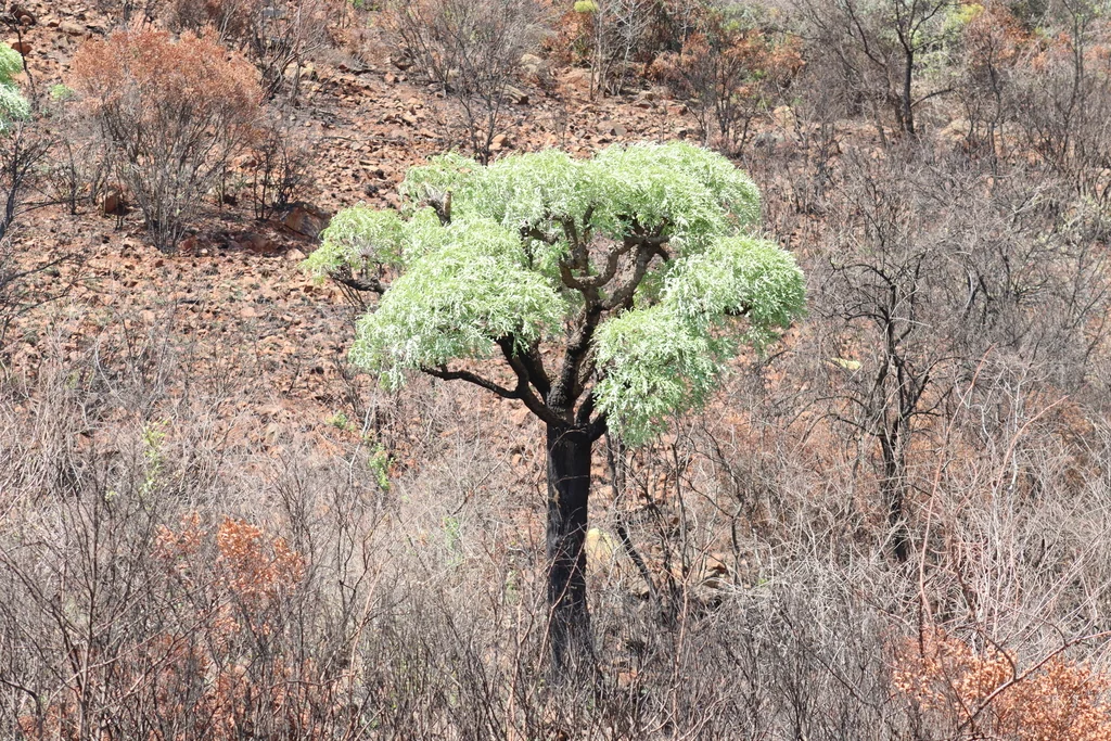 Cussonia Paniculata V. Sinuata