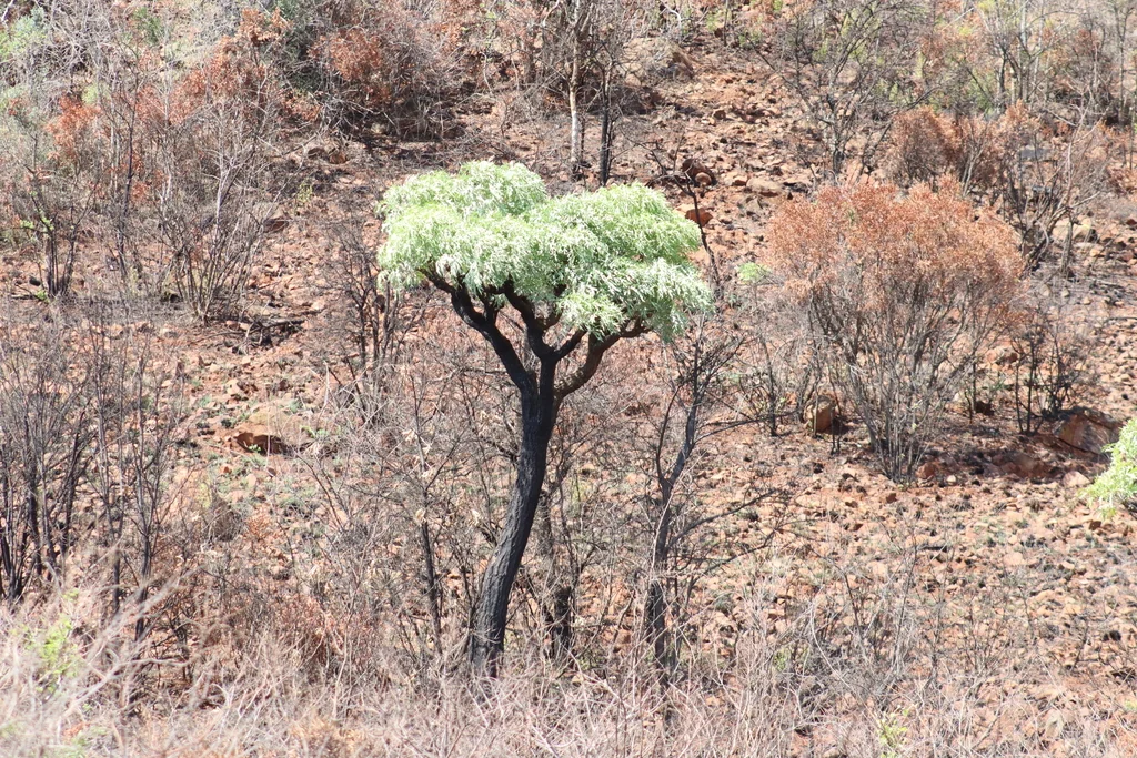 Cussonia Paniculata V. Sinuata