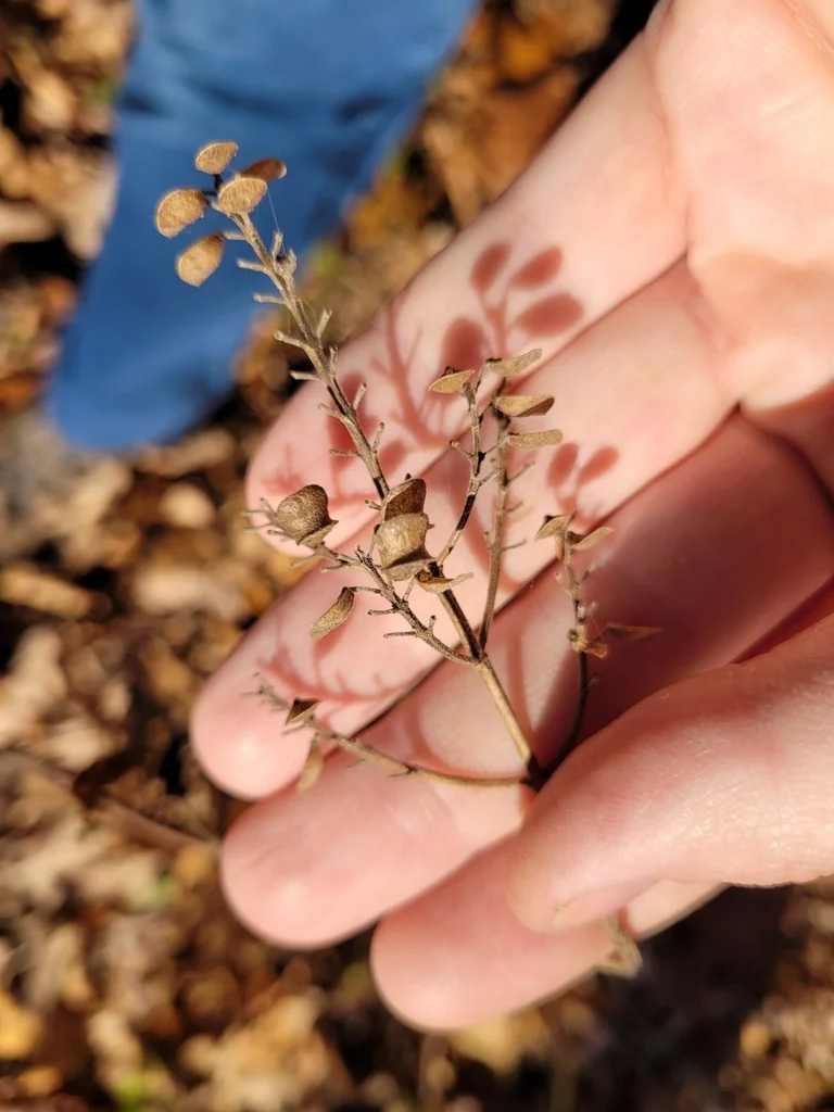 Scutellaria Incana
