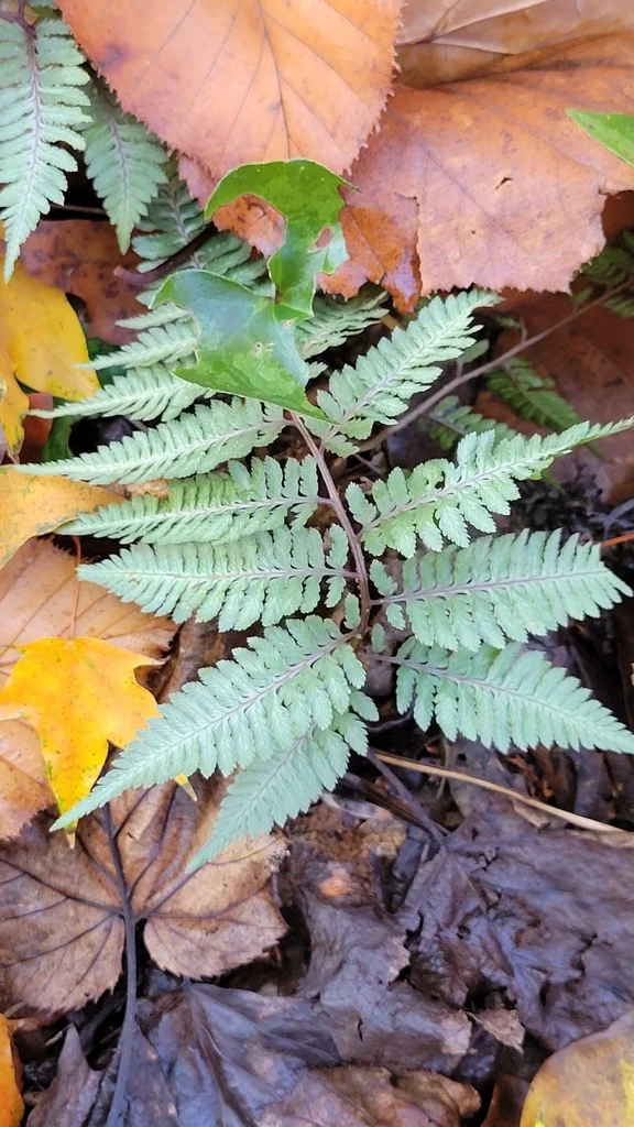 Athyrium Niponicum Var. Pictum