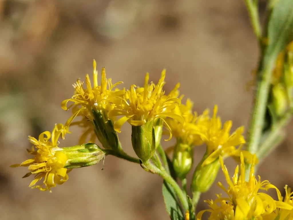 Solidago Californica