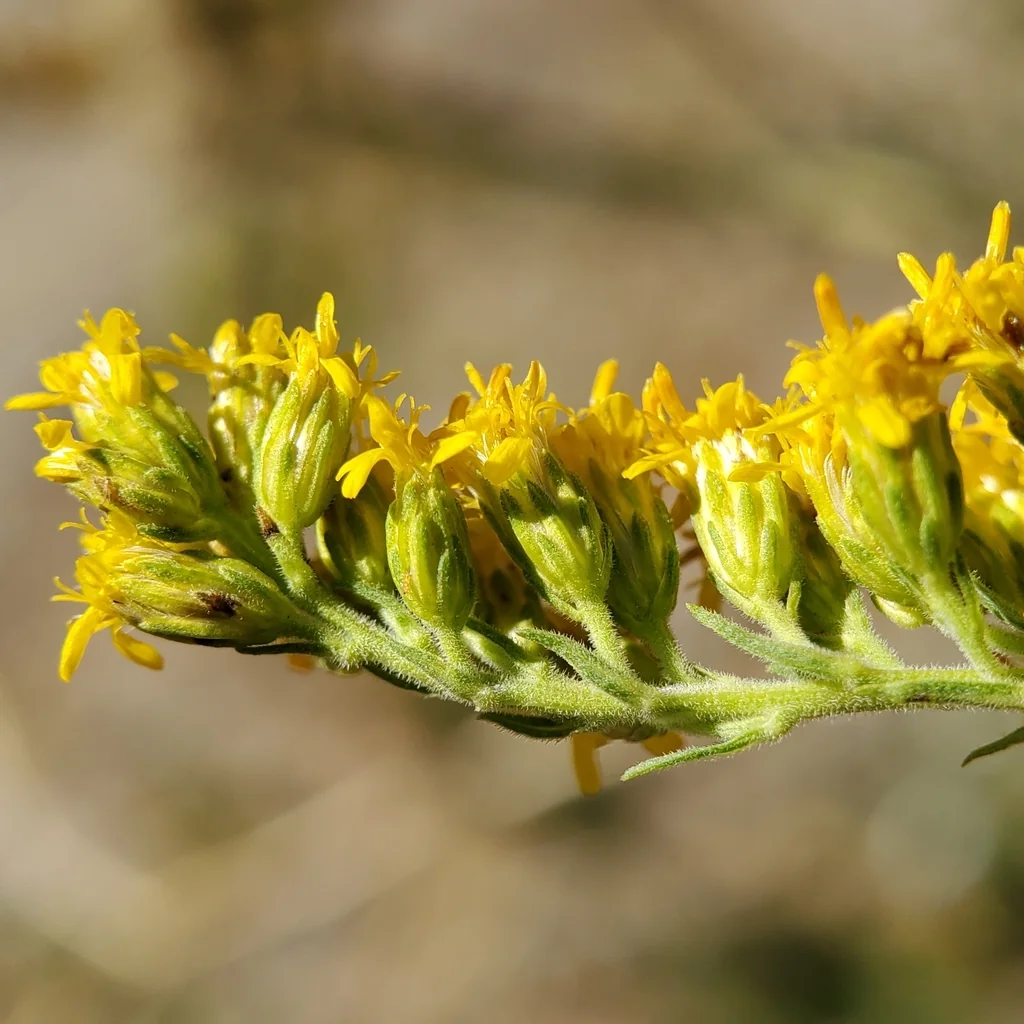 Solidago Californica