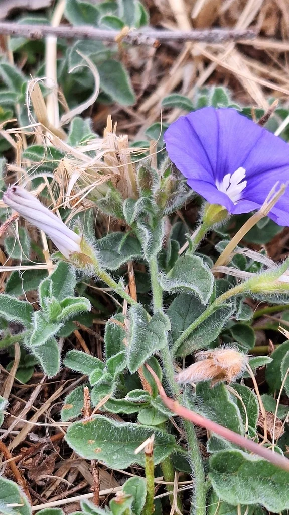 Convolvulus Sabatius