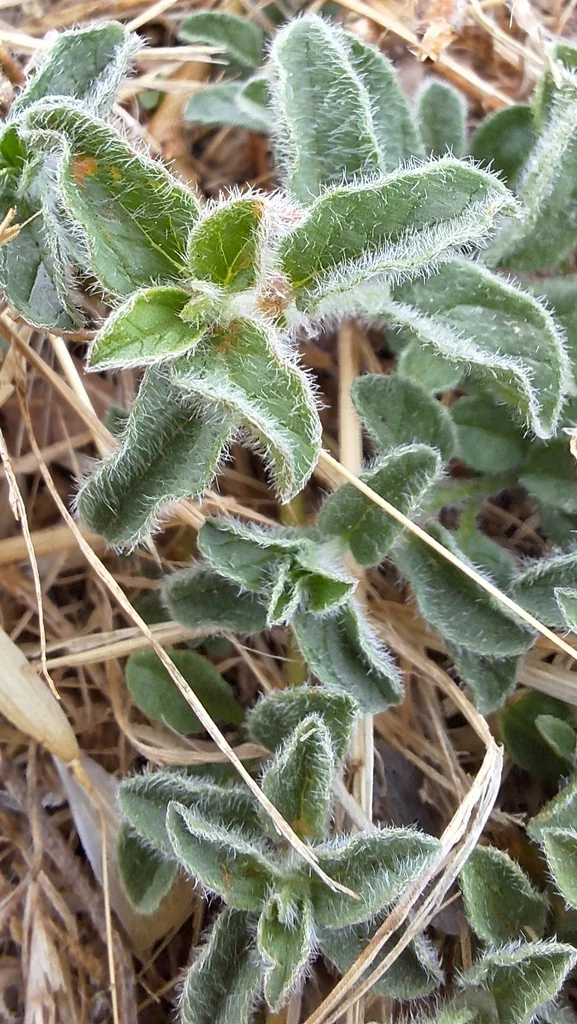 Convolvulus Sabatius