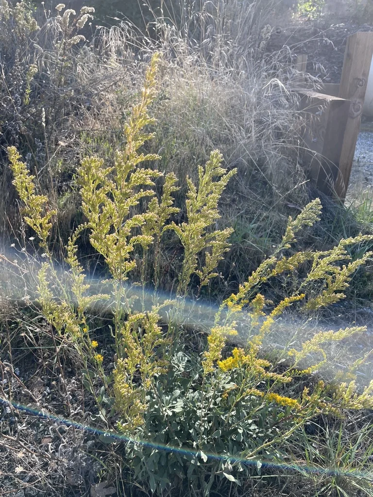 Solidago Californica