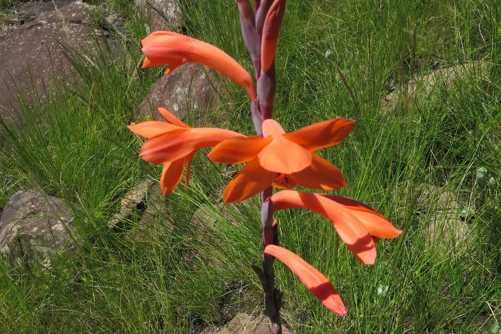 Watsonia Pillansii