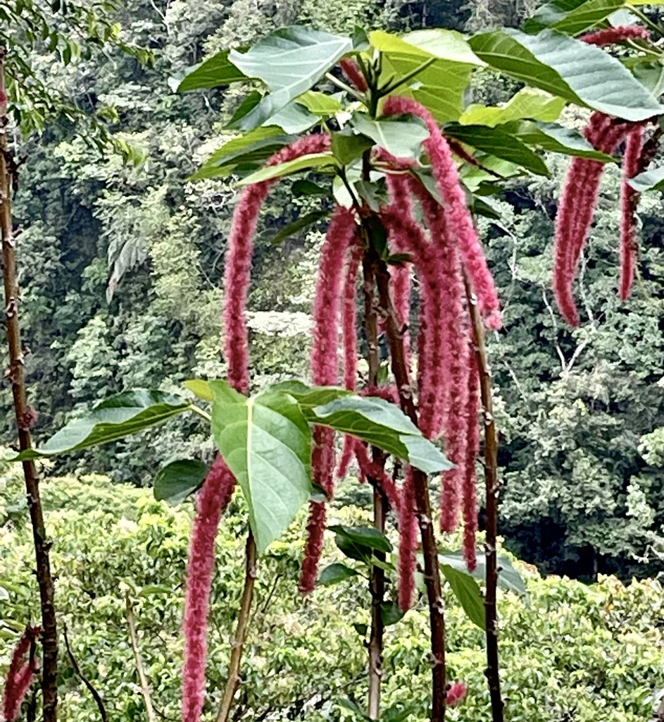 Acalypha hispida