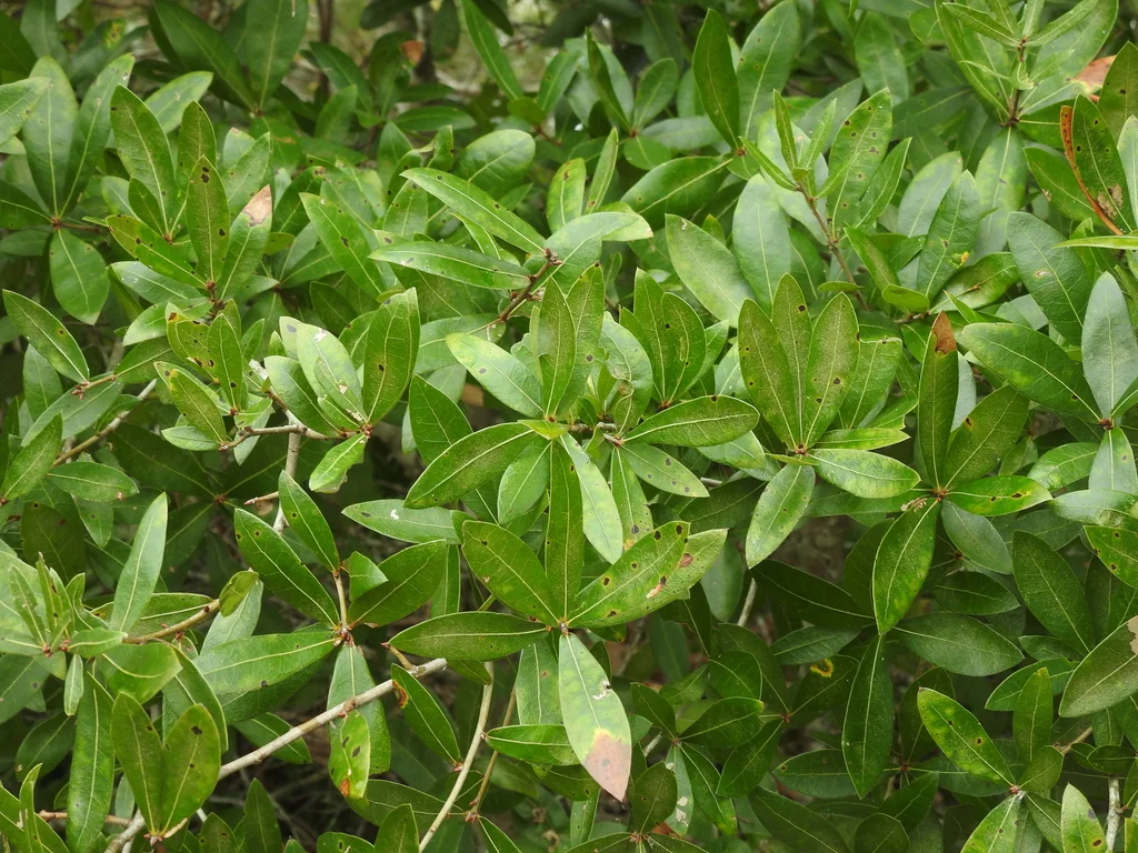 Quercus Hemisphaerica