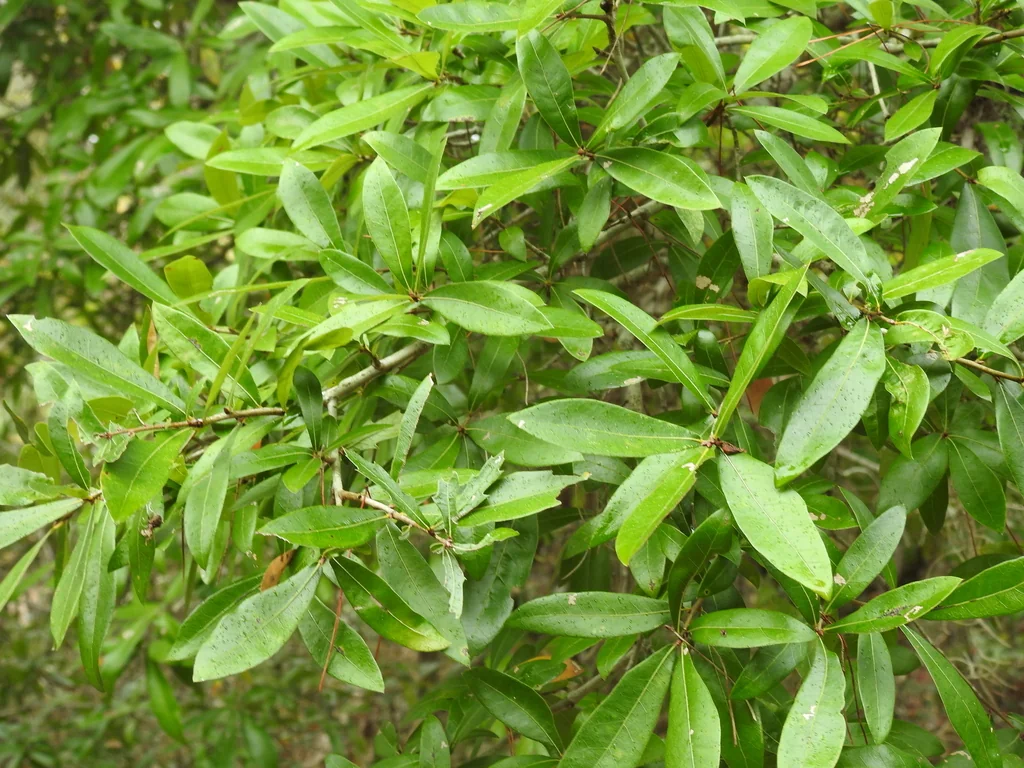Quercus Hemisphaerica