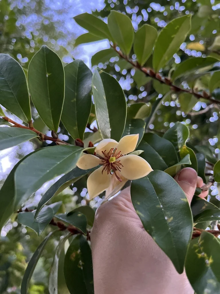 Magnolia Figo