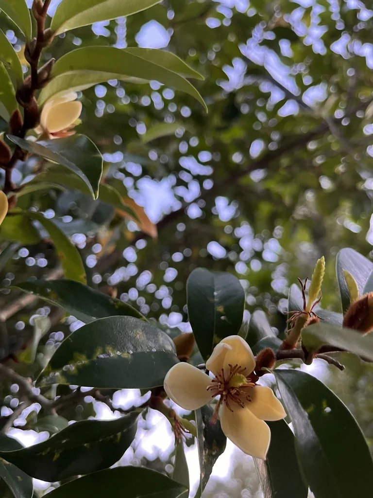 Magnolia Figo