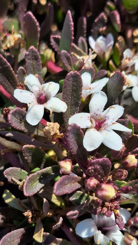 Myoporum Parvifolium
