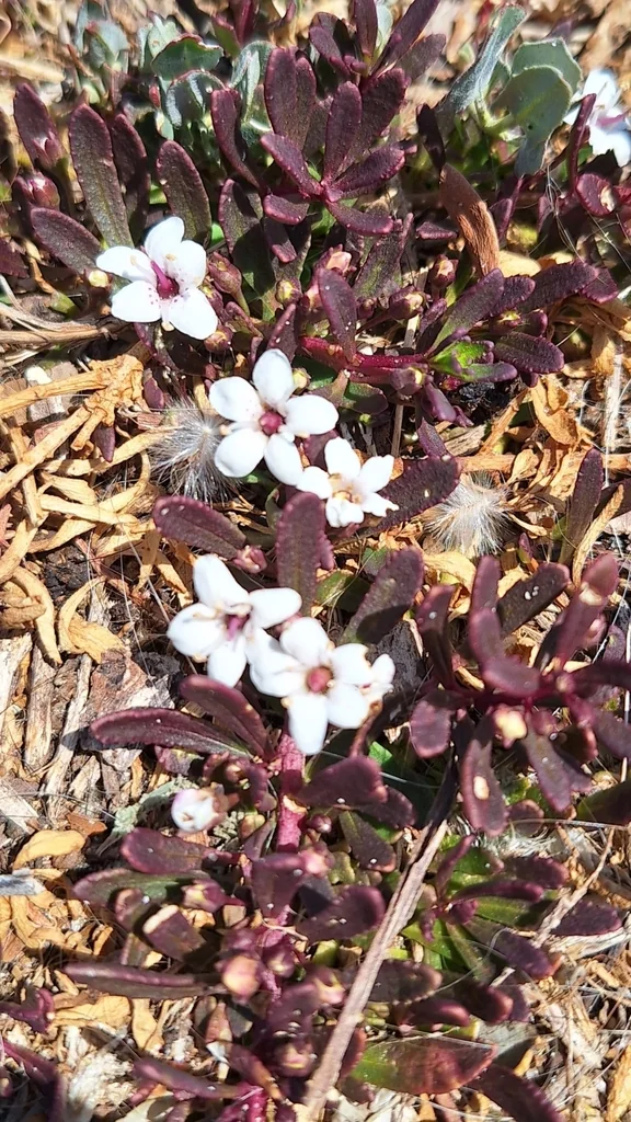 Myoporum Parvifolium