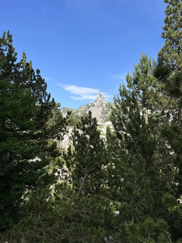 Pinus Heldreichii
