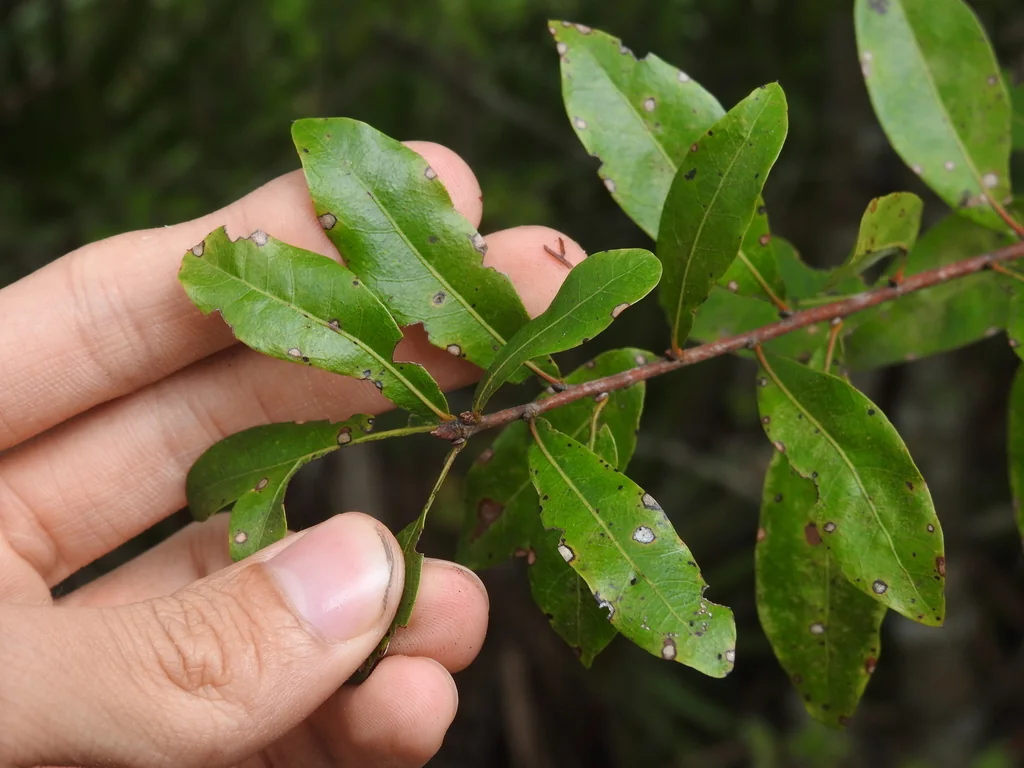 Quercus Hemisphaerica