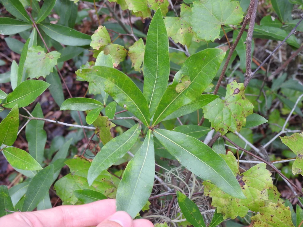 Quercus Hemisphaerica