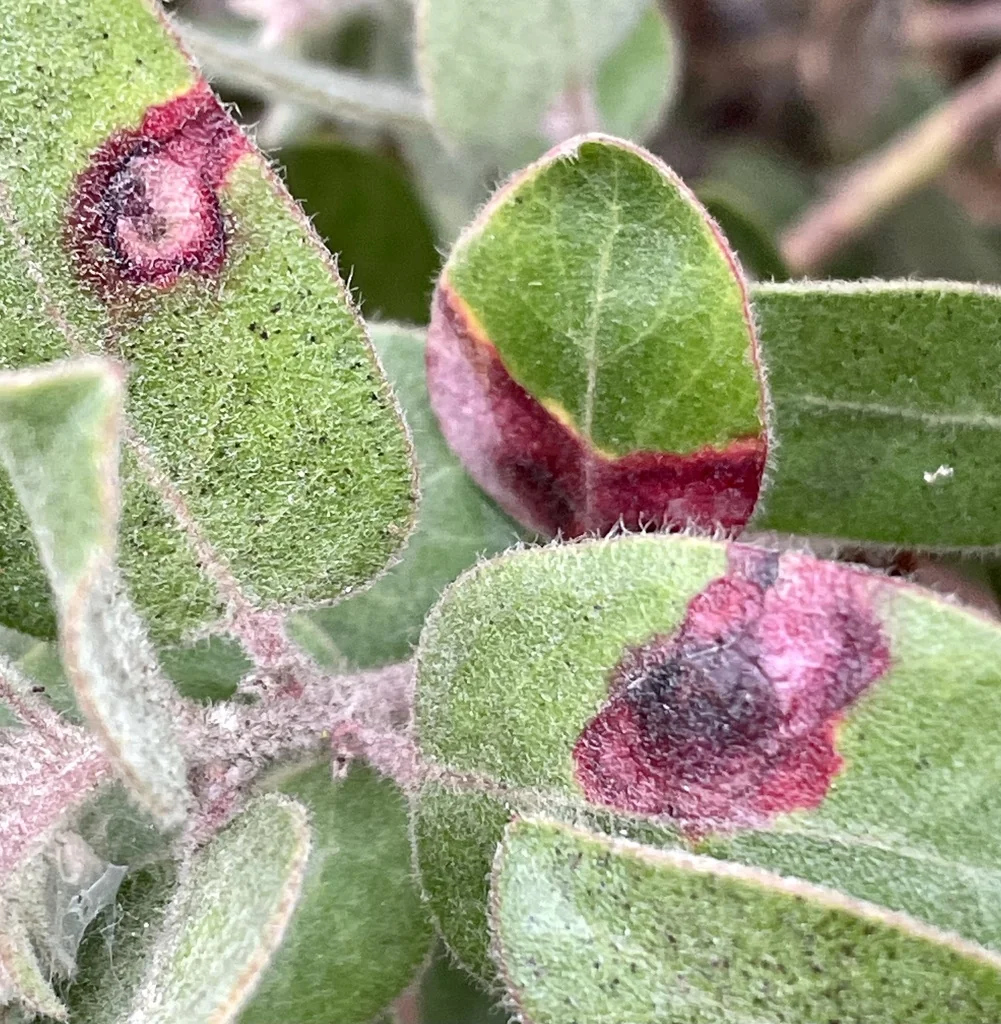 Arctostaphylos Tomentosa