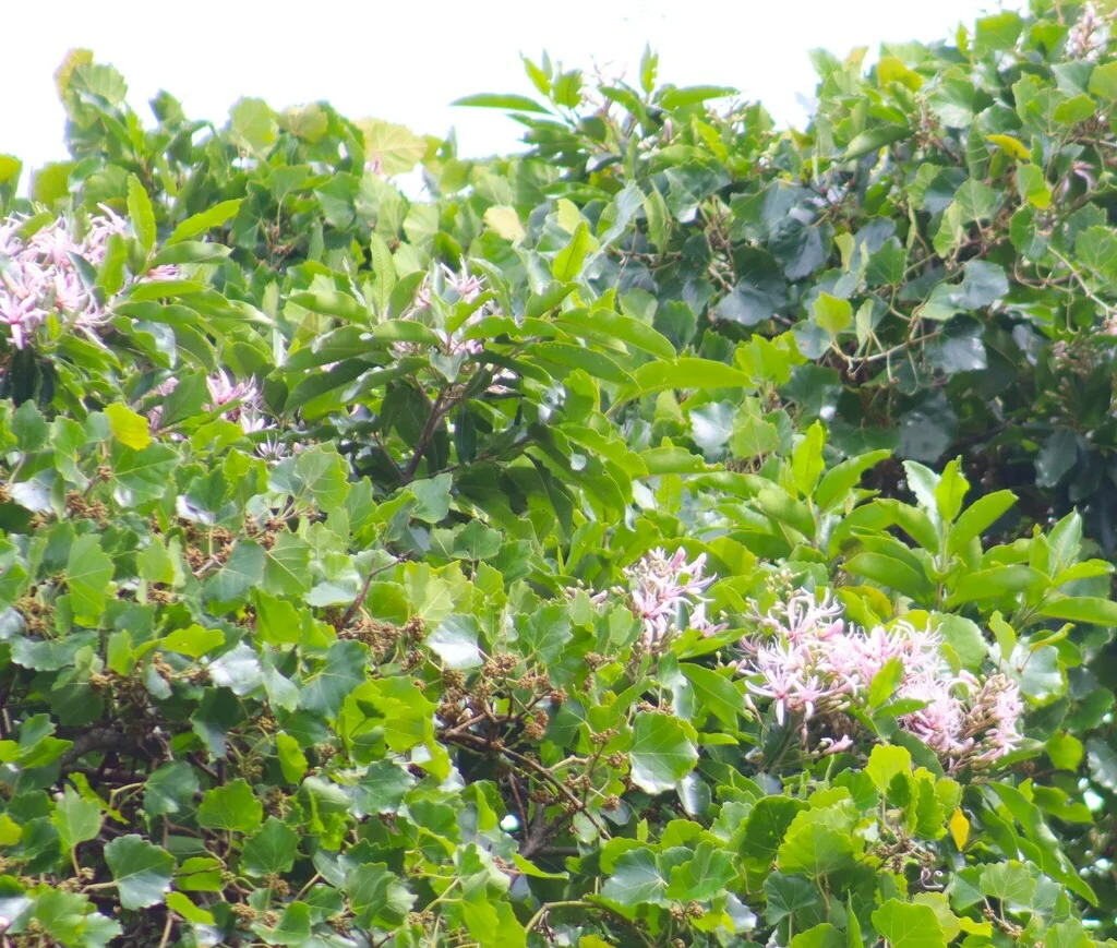 Calodendrum Capense