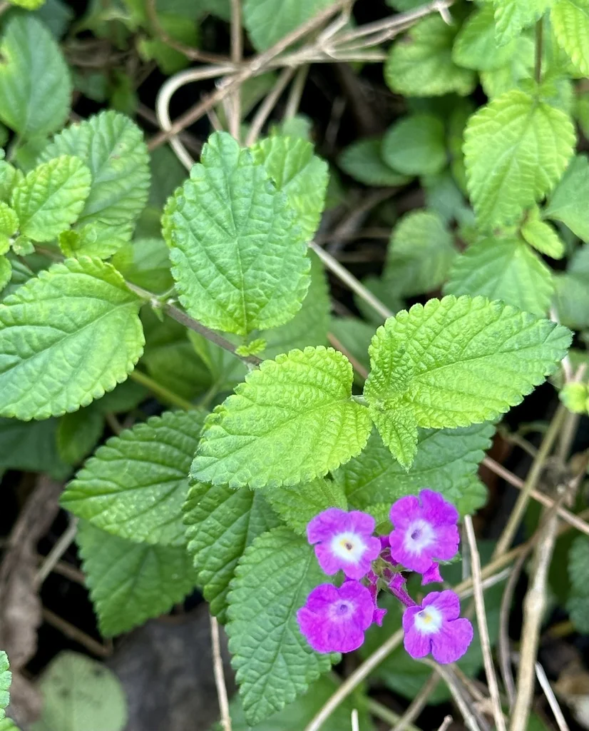 Lantana montevidensis