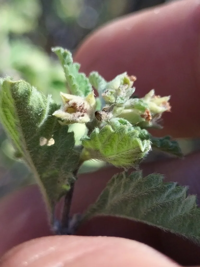 Lippia Graveolens