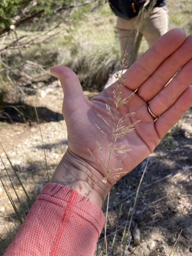 Muhlenbergia Lindheimeri