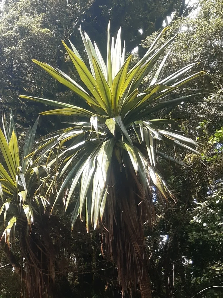 Cordyline Indivisa