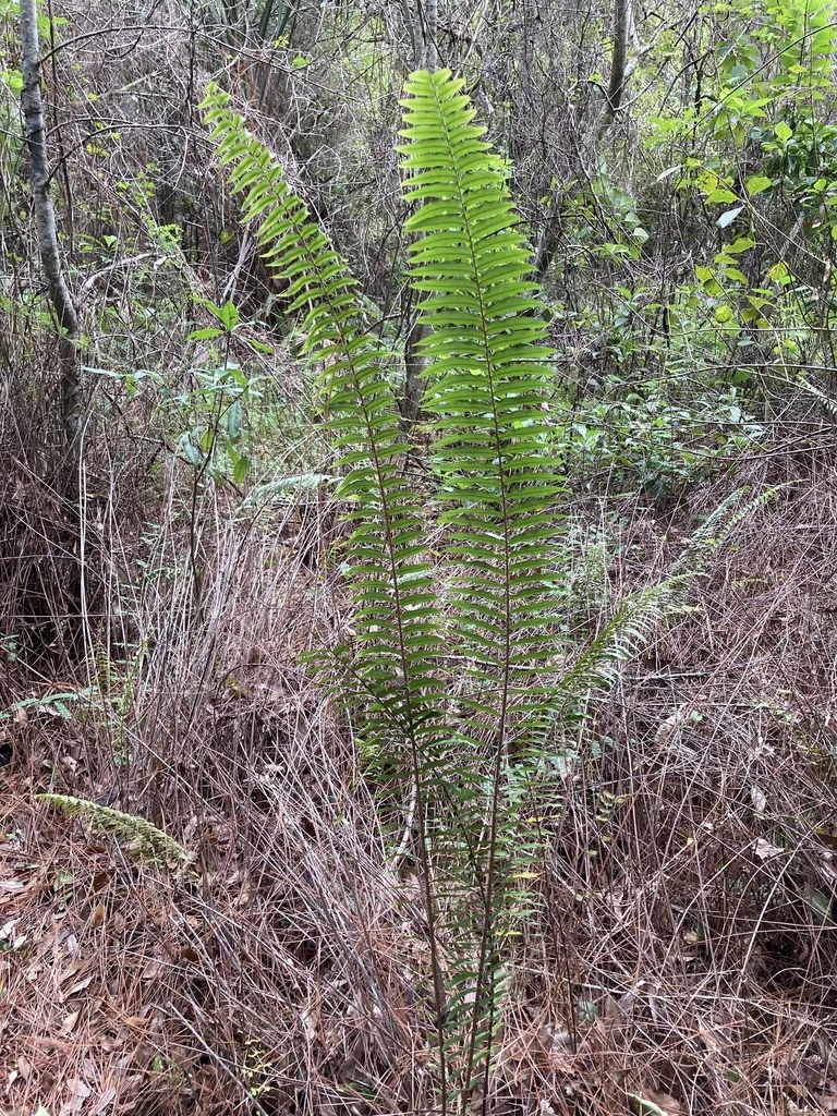 Nephrolepis biserrata