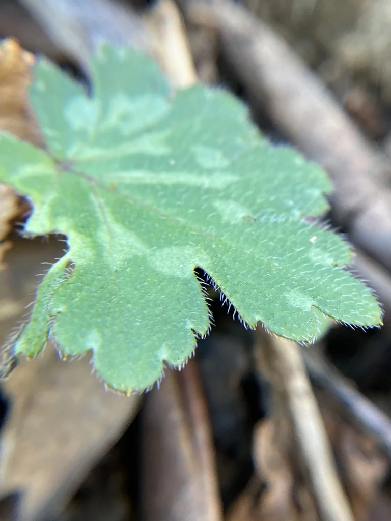 Heuchera Villosa