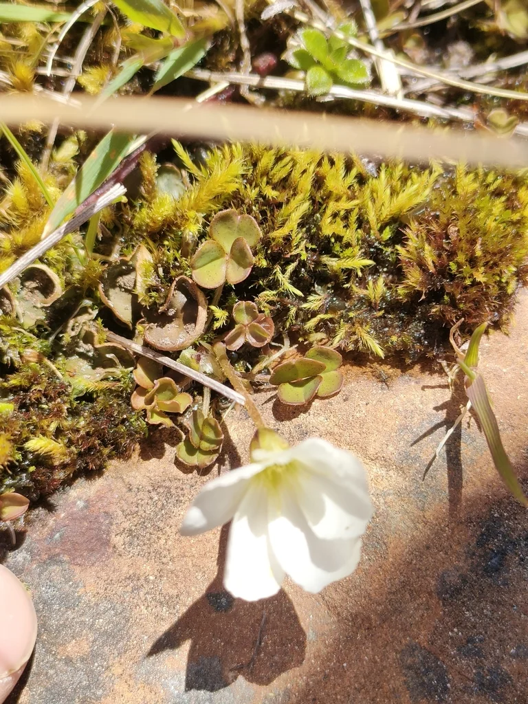 Oxalis Magellanica