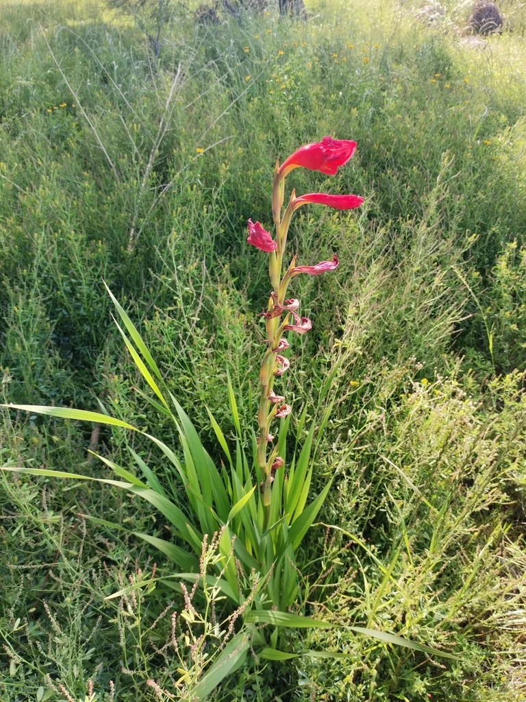 Gladiolus Dalenii