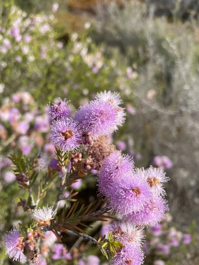 Melaleuca Decussata