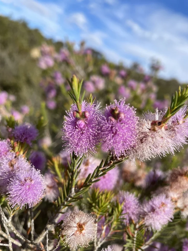 Melaleuca Decussata