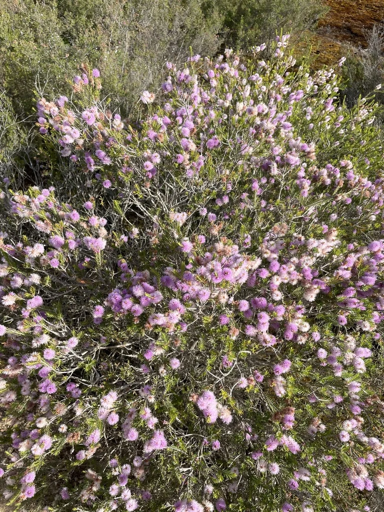 Melaleuca Decussata