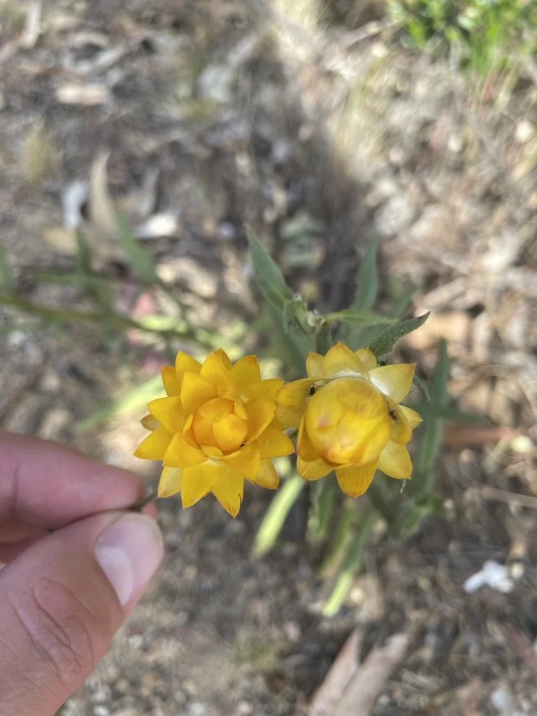 Bracteantha Bracteata