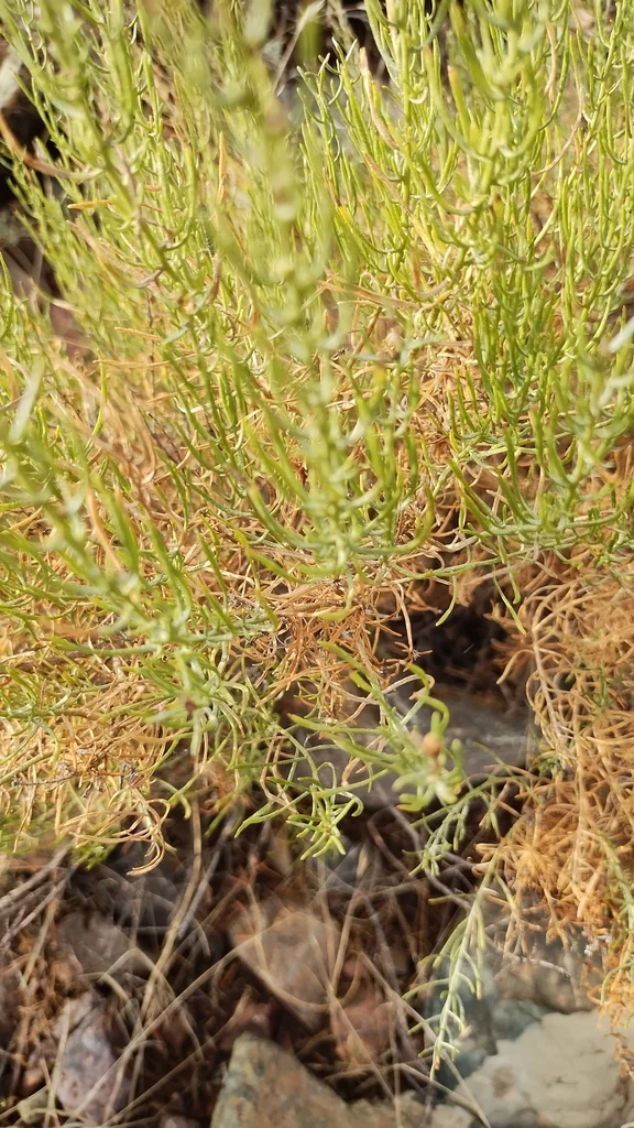 Ericameria Laricifolia