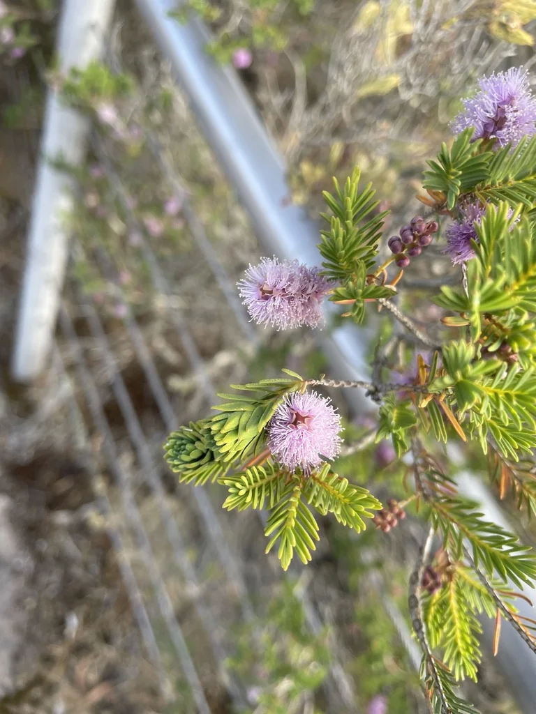 Melaleuca Decussata