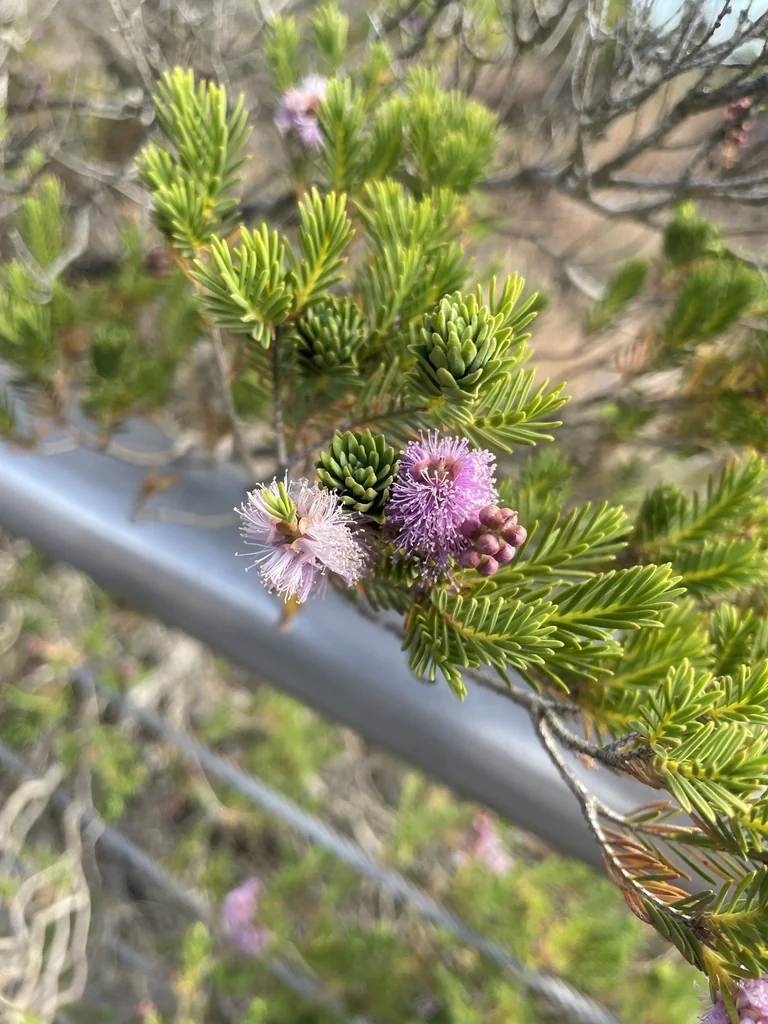 Melaleuca Decussata