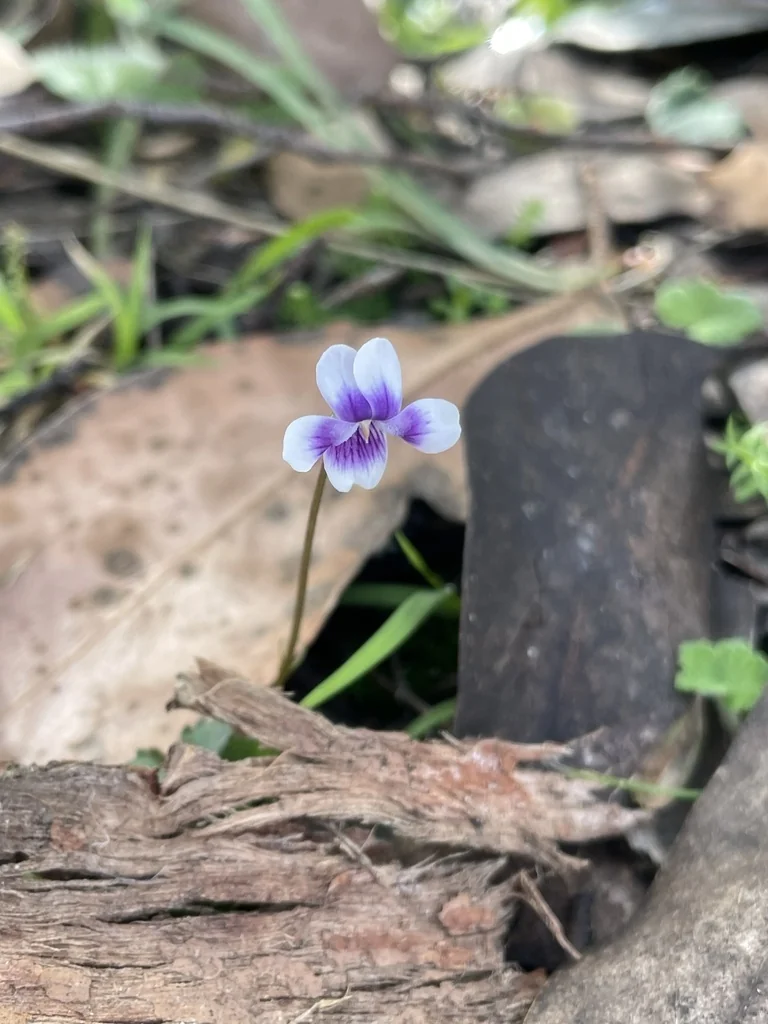 Viola hederacea