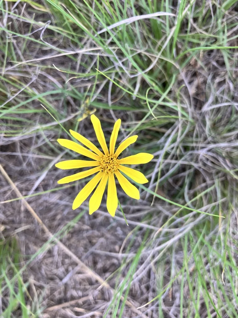 Gazania Krebsiana