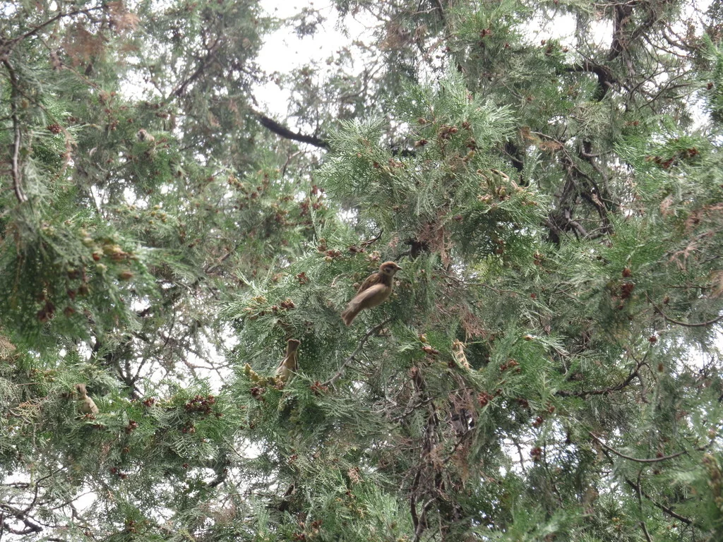Platycladus Orientalis