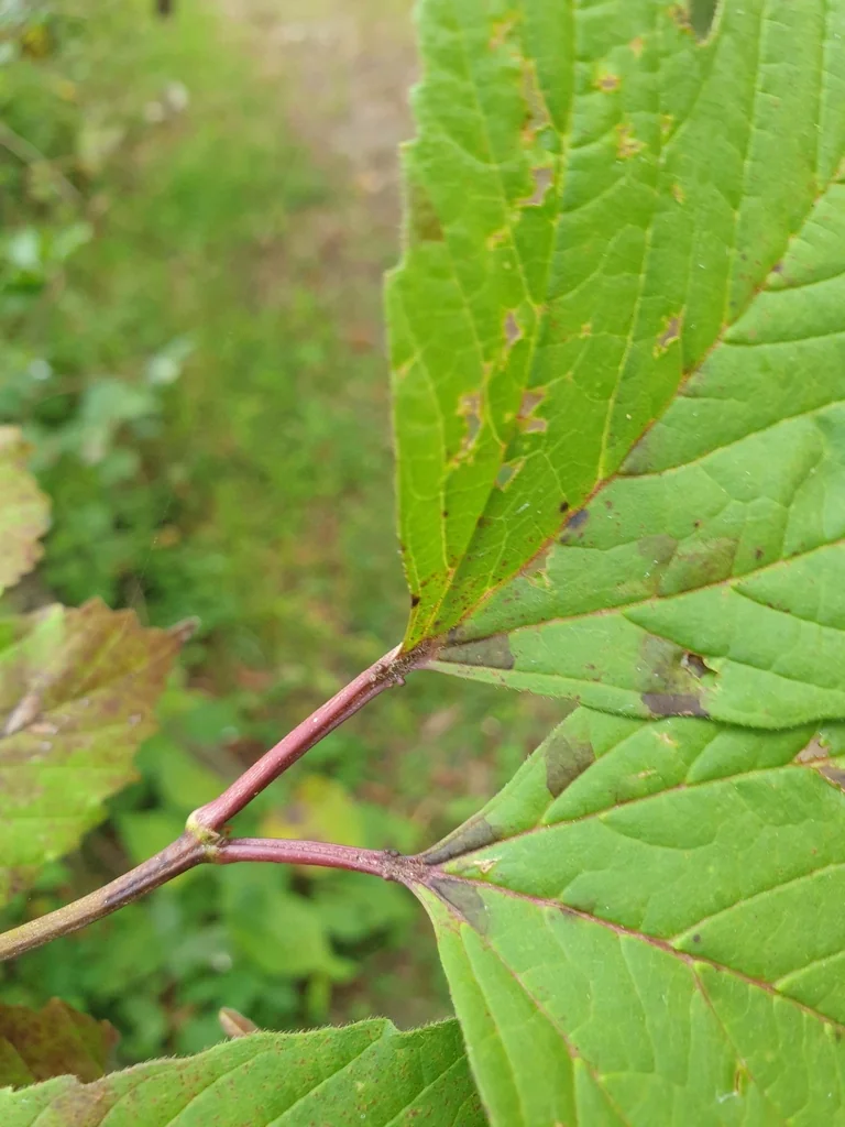 Viburnum Opulus Var. Americanum