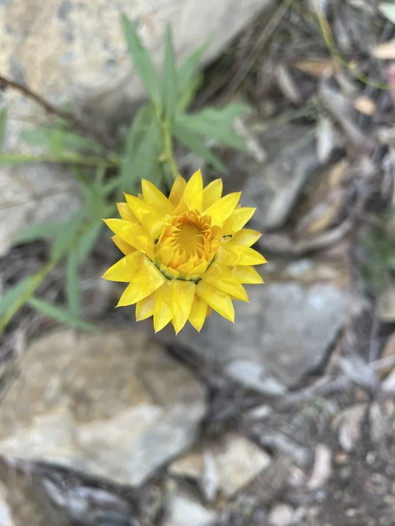 Bracteantha Bracteata